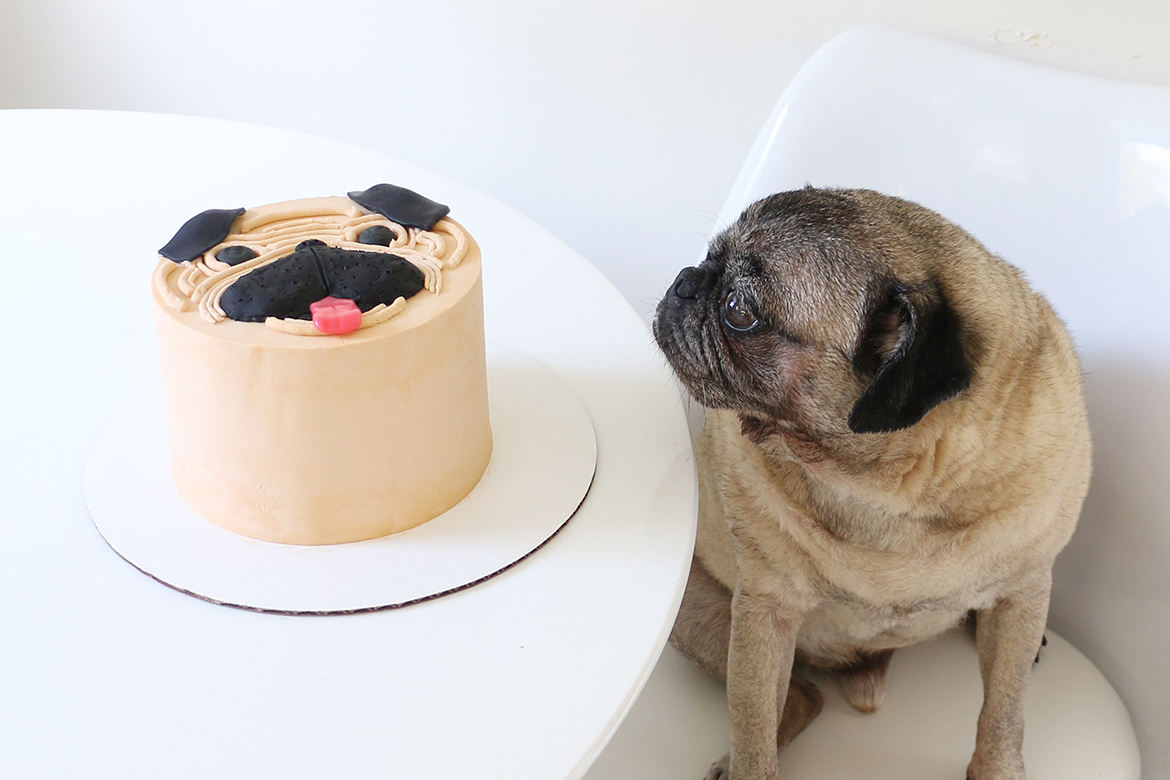 pug dog cakes